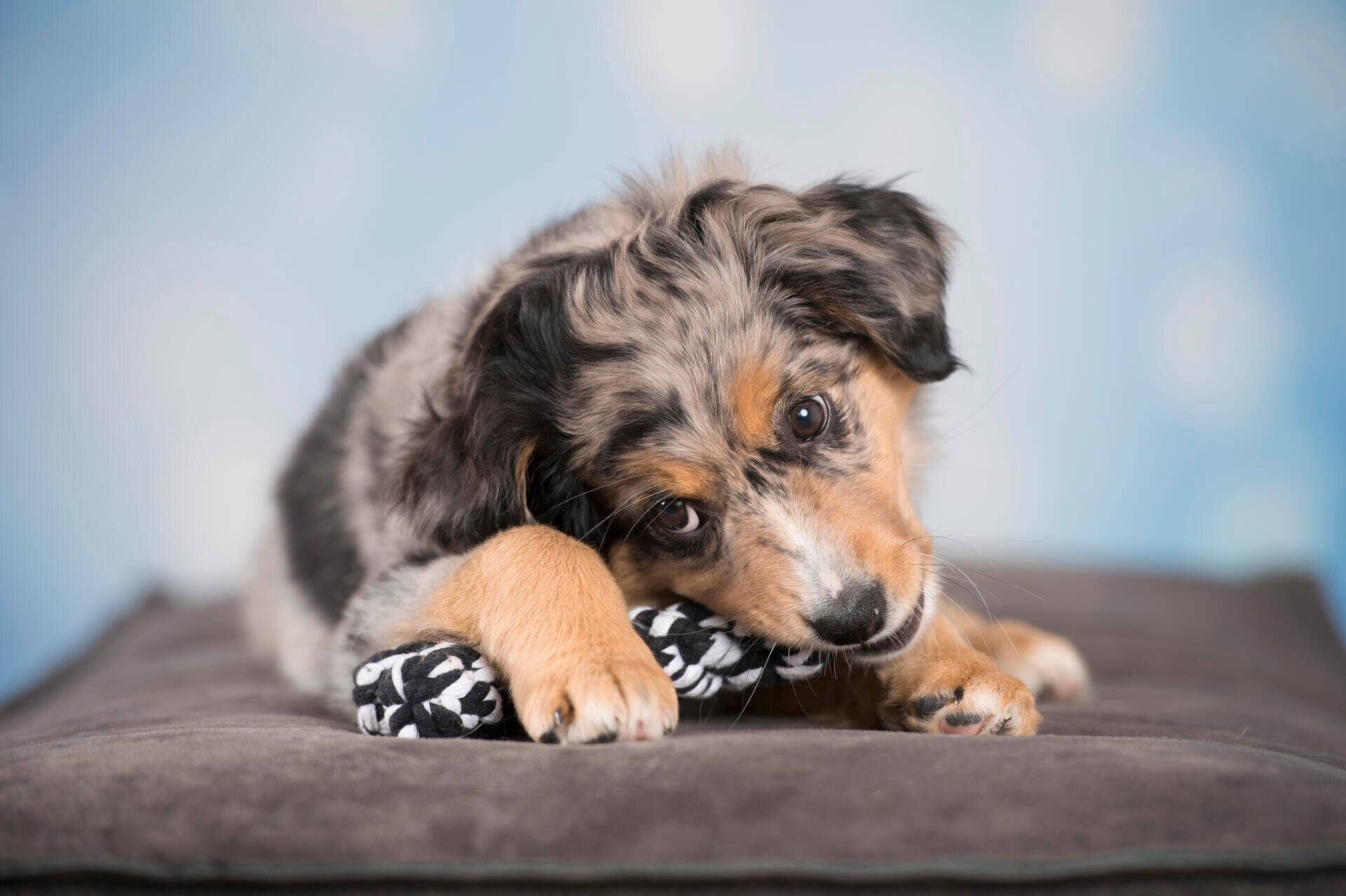 Bonnie Bone dog toy Laboni