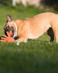 Thaddäus Tintenfisch Hundespielzeug Laboni