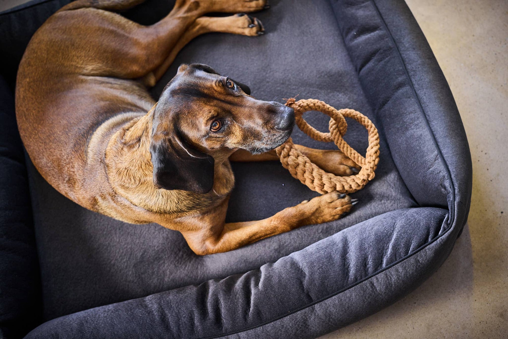 Brezel Hundespielzeug Laboni