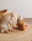 Hundehalsband Capri Beach Day: M