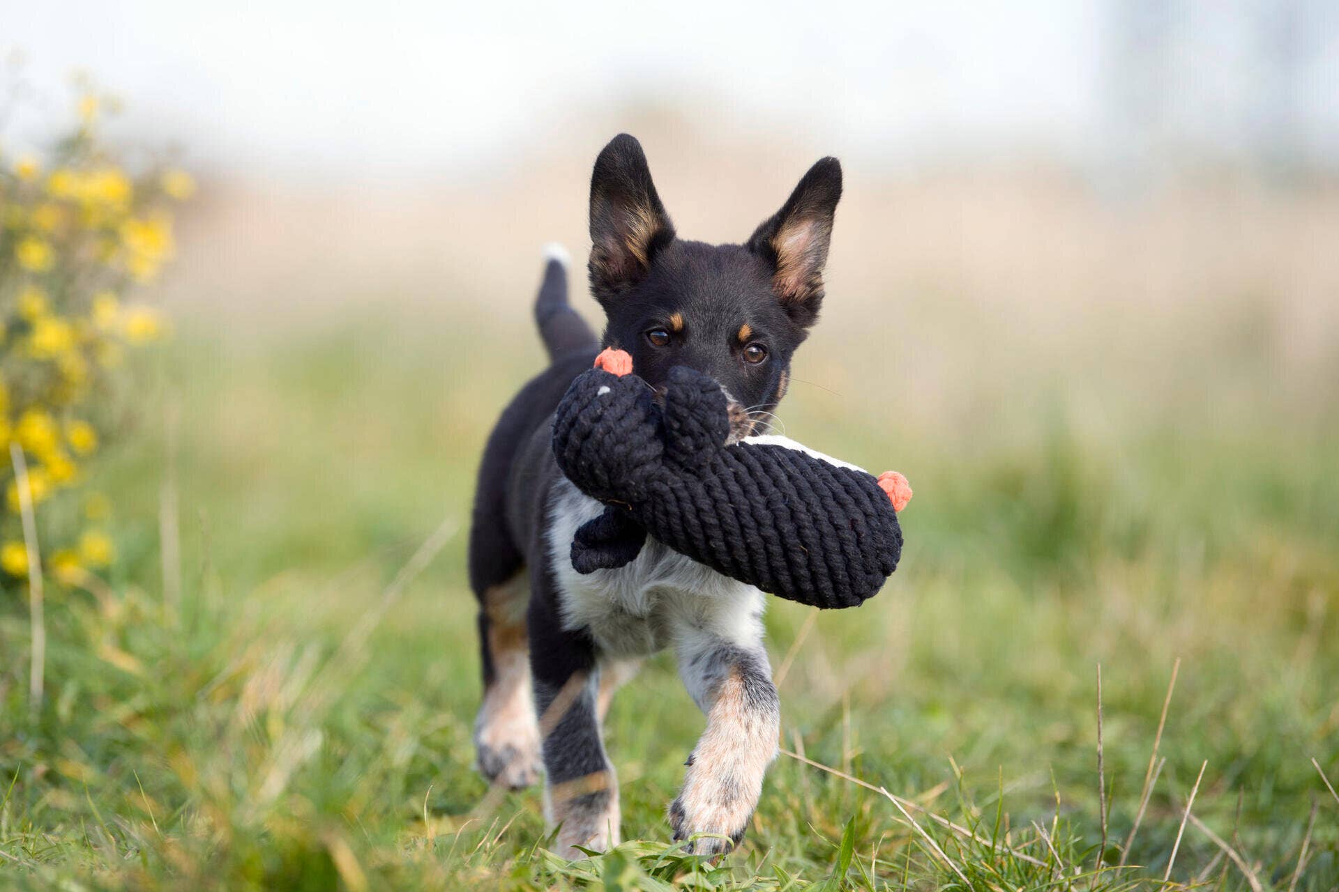 Poldi Pinguin Hundespielzeug Laboni