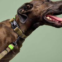 Hundehalsband Ipanema  BioThane Olive-Neongrün