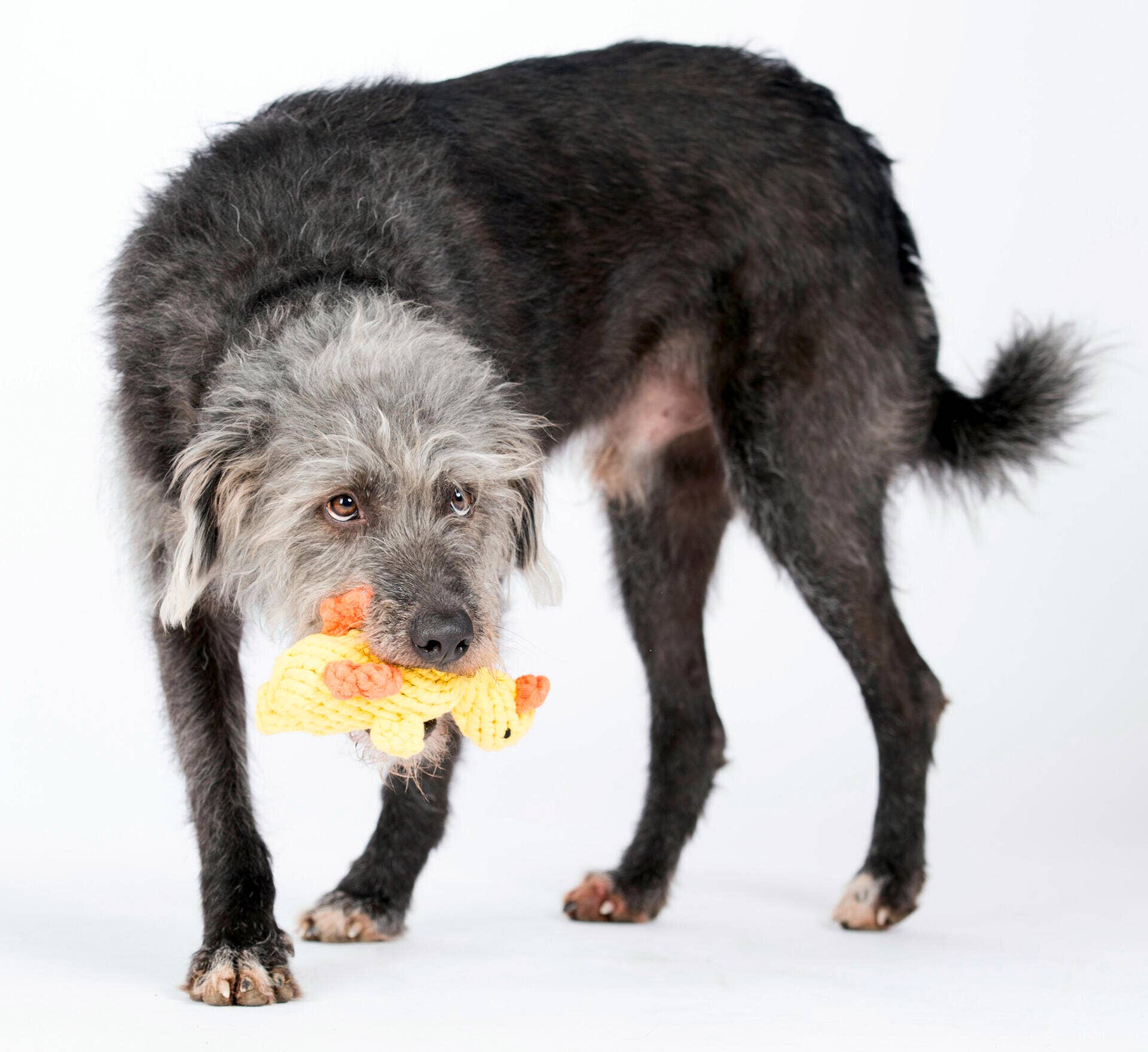 Emma Ente Hundespielzeug Laboni