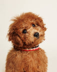 Hundehalsband Peruvian Petite Arrow Rot: XS