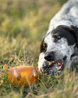 Hundespielzeug Rub Piggy Bank Grösse L