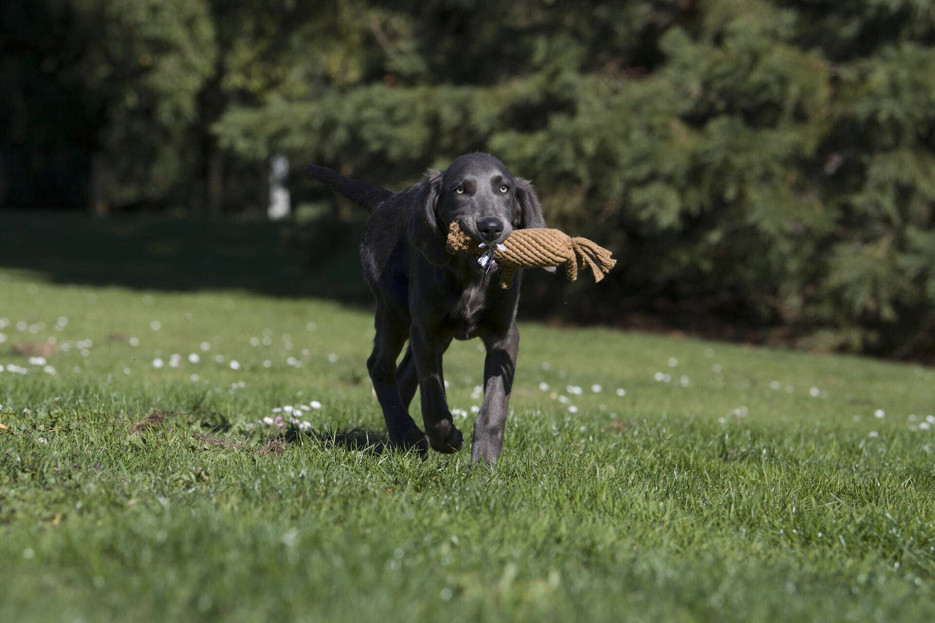 Franz Ferdinand dog toys Laboni