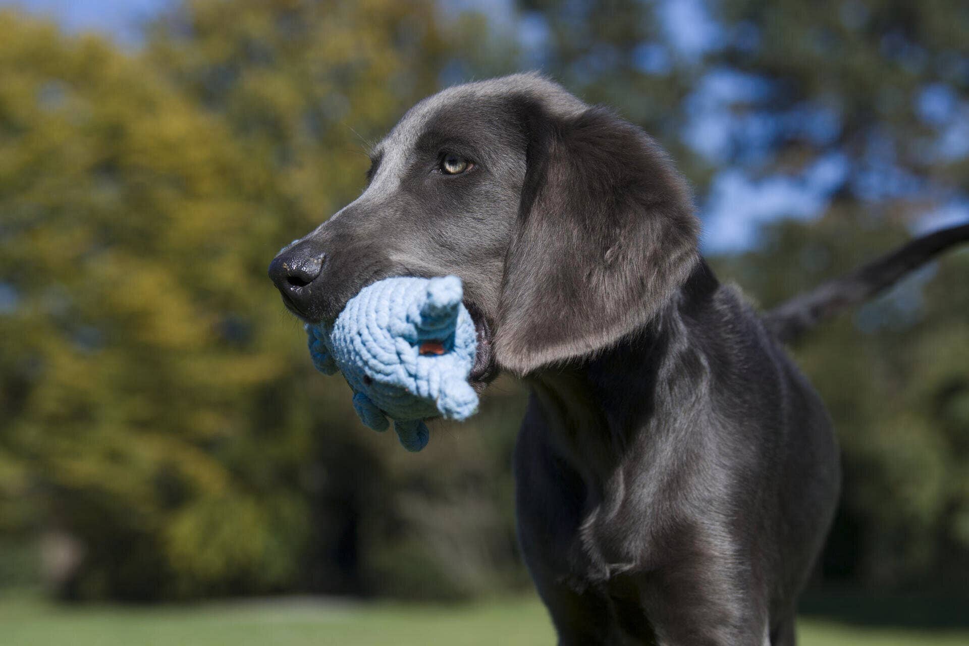 Didi Dolphin Dog Toy Laboni