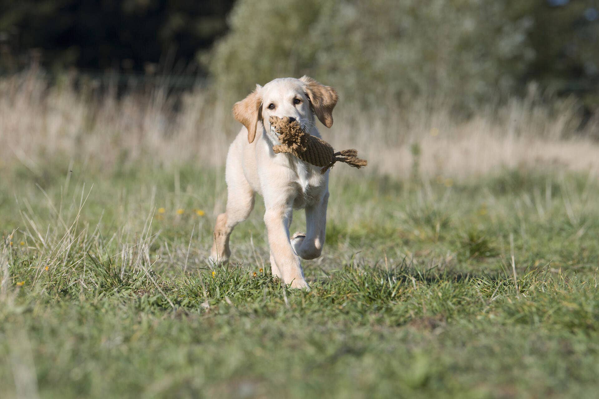 Franz Ferdinand dog toys Laboni