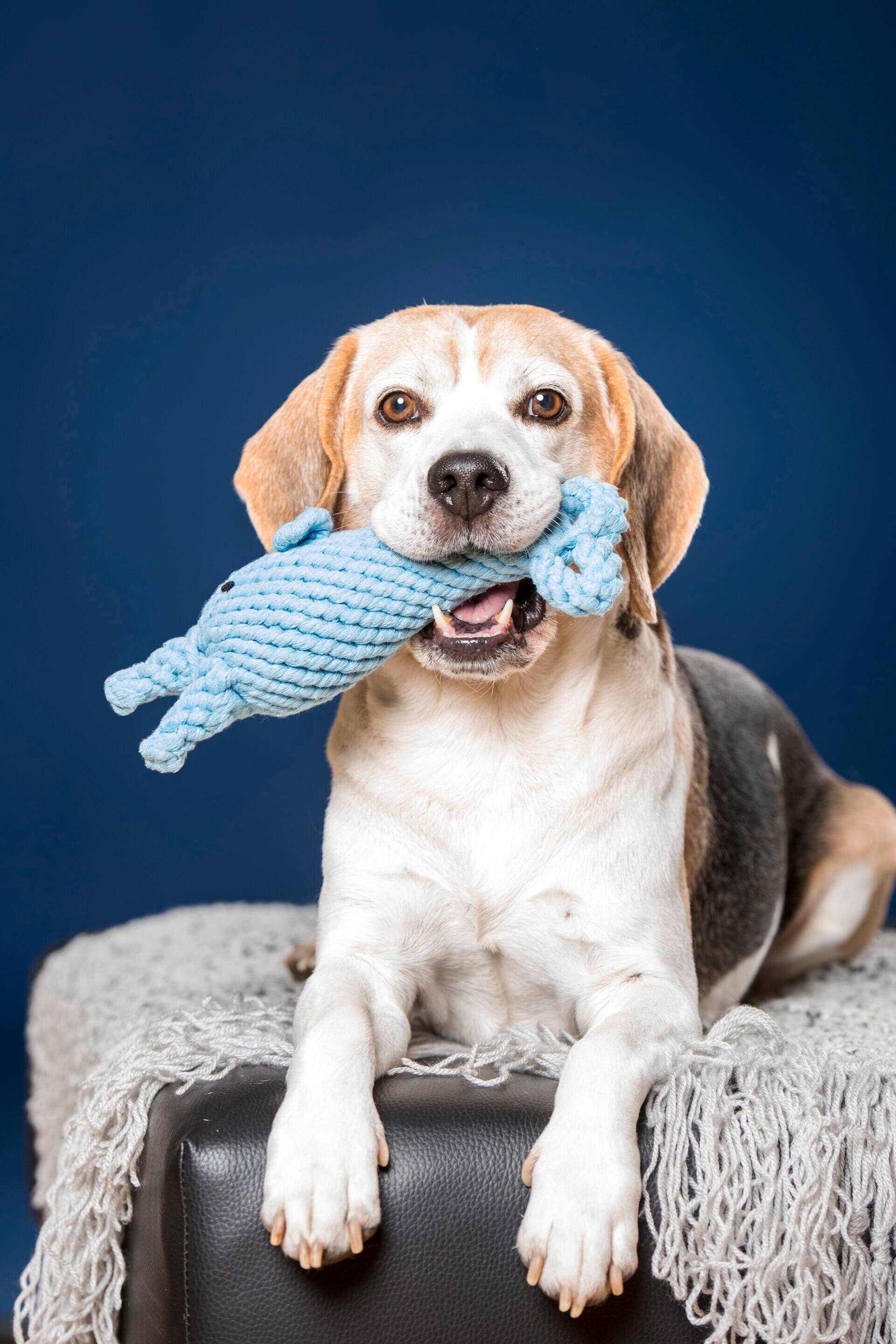 Didi Dolphin Dog Toy Laboni