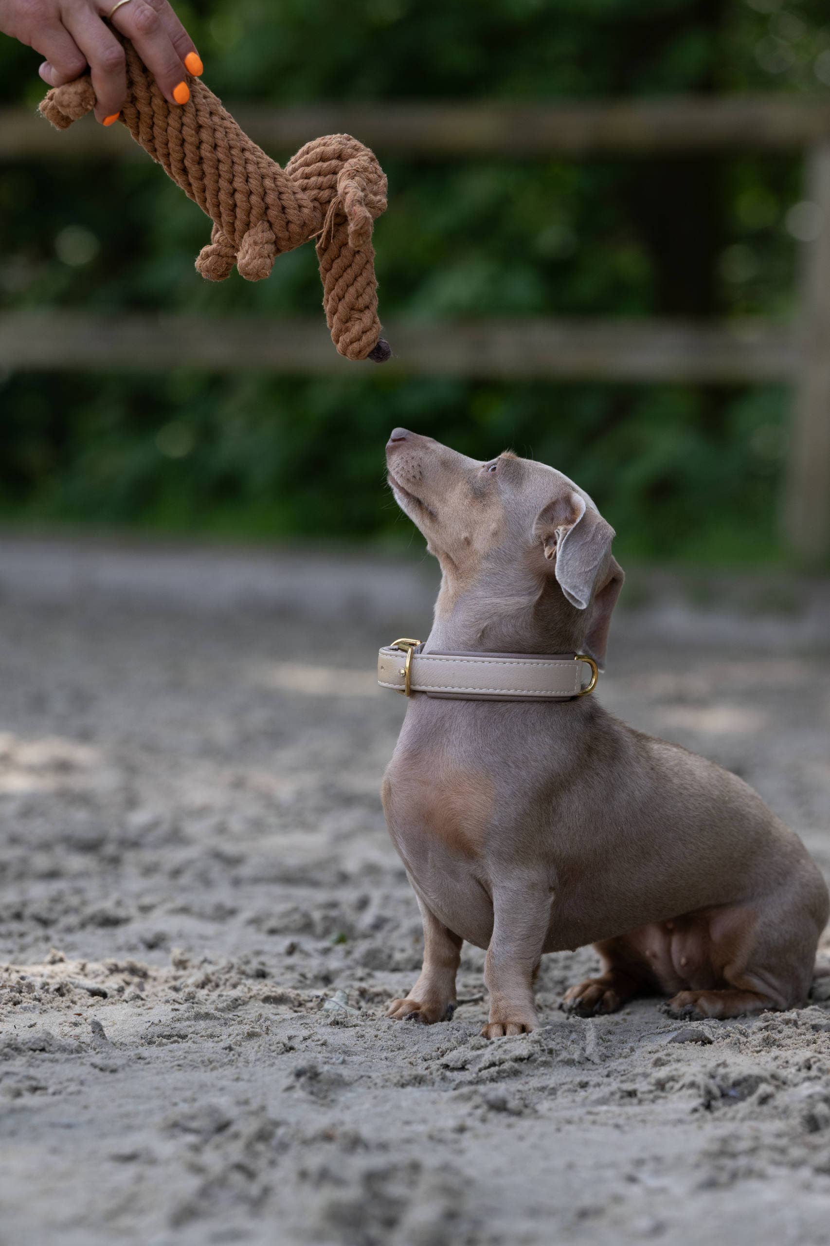 Diego Dackel Hundespielzeug Laboni