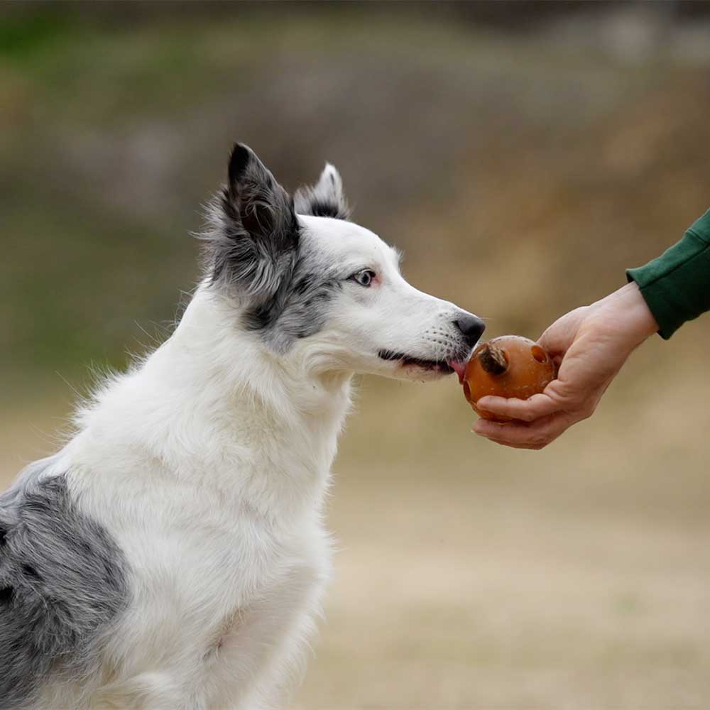 Hundespielzeug Rub Hole Grösse L