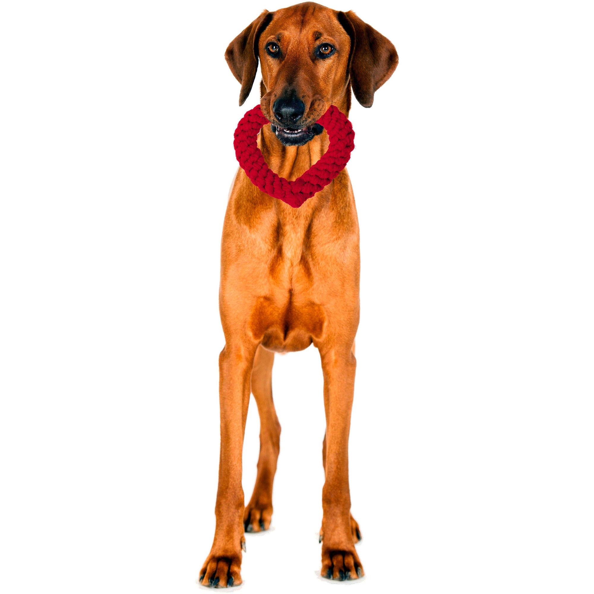 Hertha Heart: Medium Dog Toy Laboni