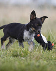 Poldi Pinguin Hundespielzeug Laboni