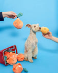 Schnüffelspiel Orange Hundespielzeug