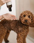 Shampoo Shine & Comb