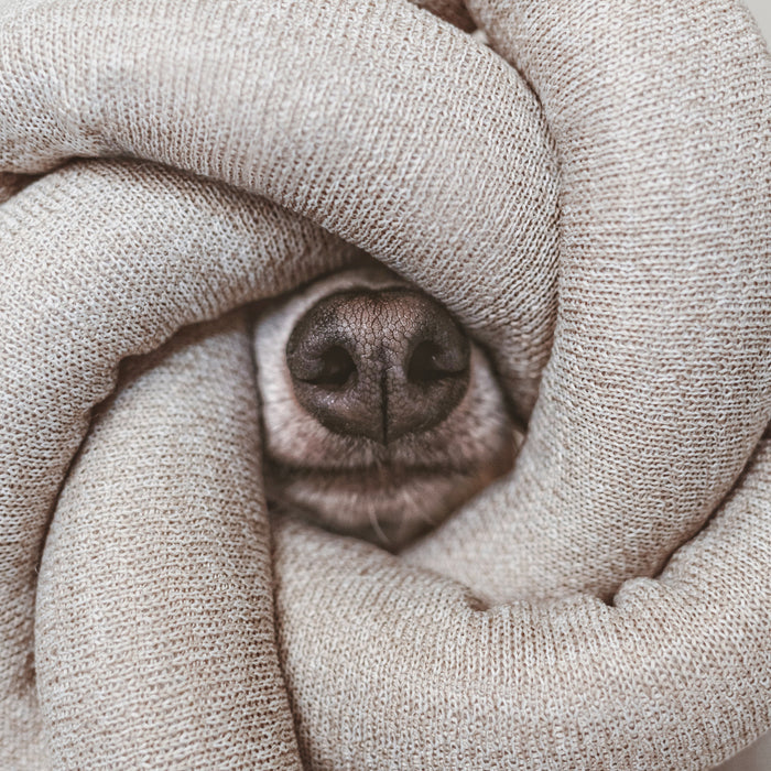 Dog toy Nou grey