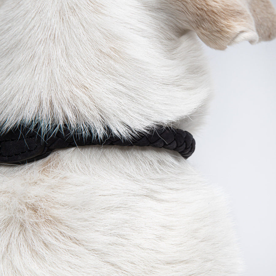 Hundehalsband Ravello Black