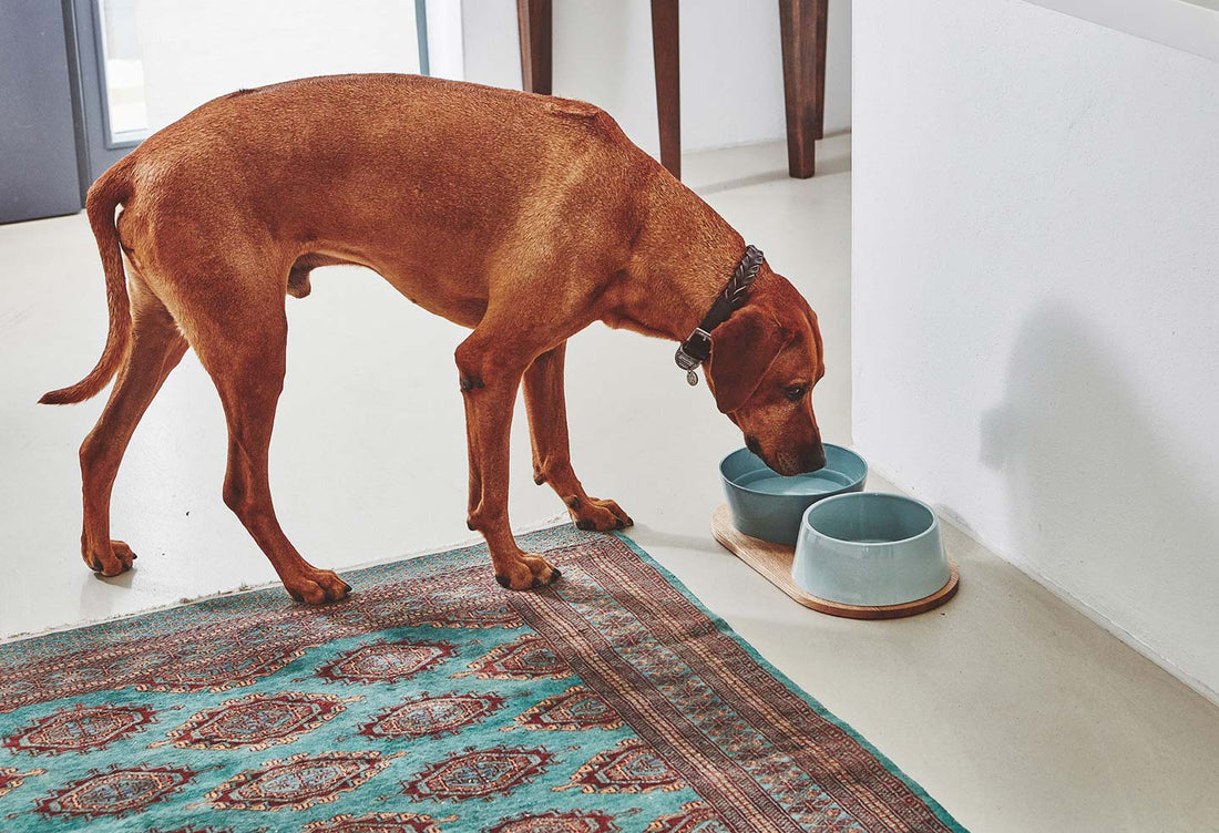Dog bowl set Doppio pine / blue - gray made of porcelain in Scandinavian design